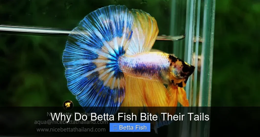 Why Do Betta Fish Bite Their Tails