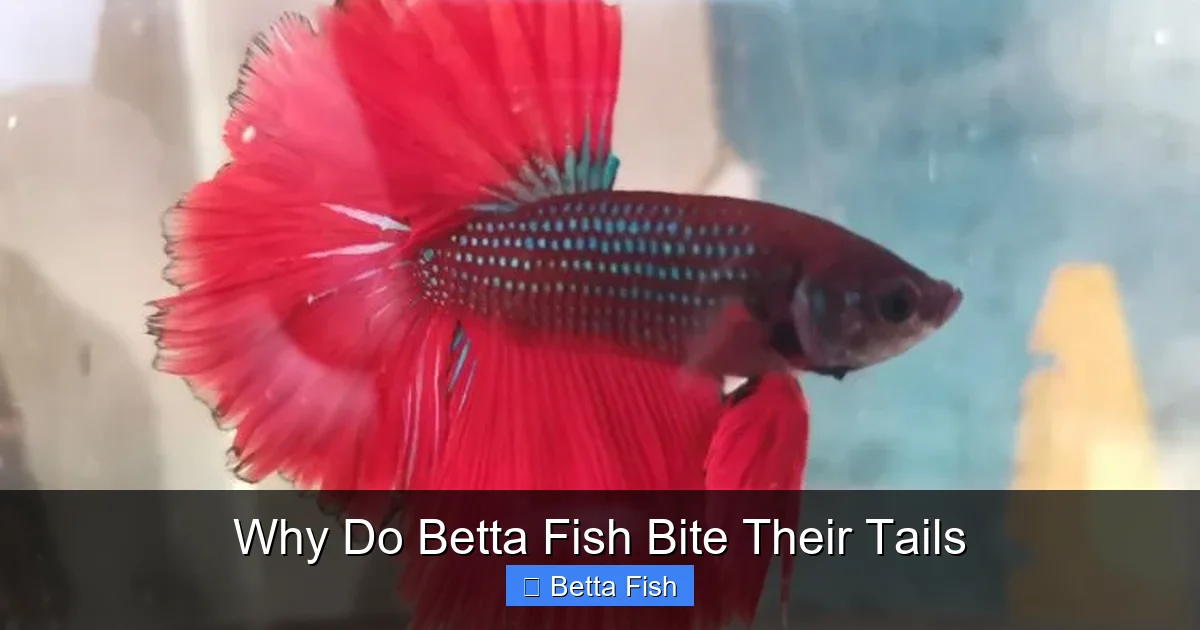Why Do Betta Fish Bite Their Tails