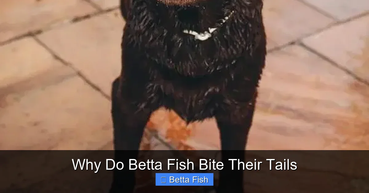 Why Do Betta Fish Bite Their Tails