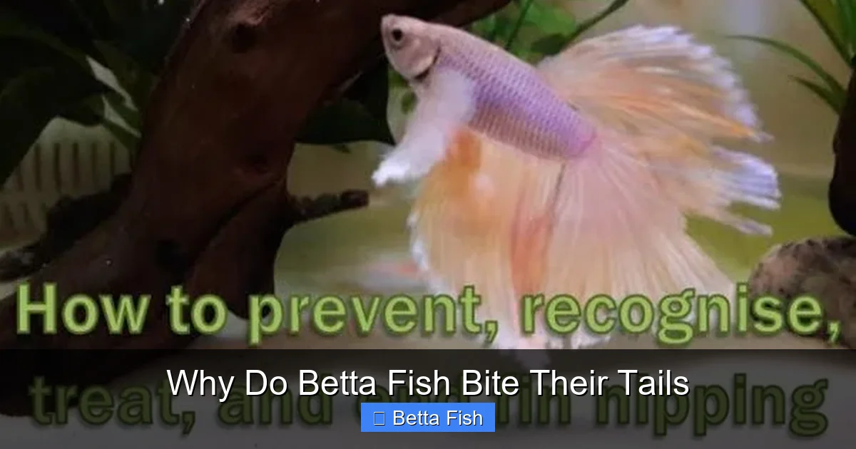 Why Do Betta Fish Bite Their Tails