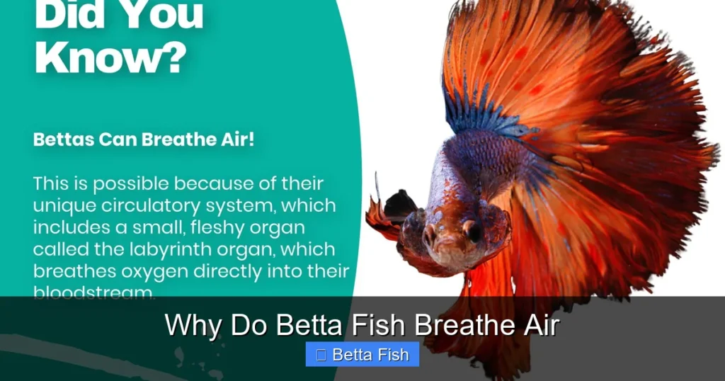 Why Do Betta Fish Breathe Air
