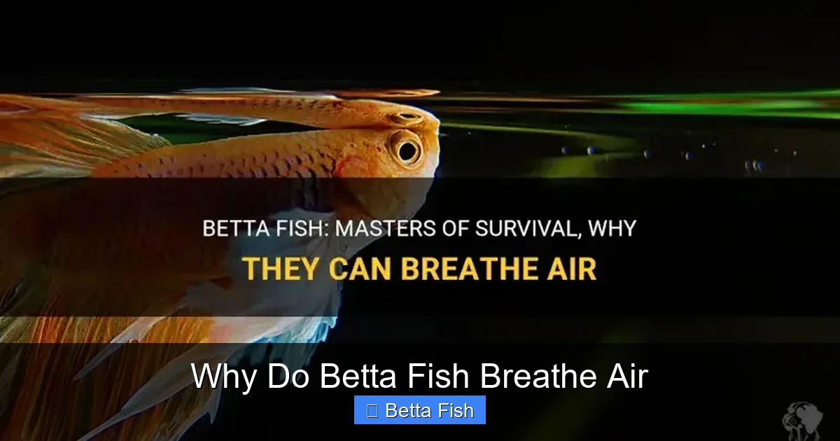 Why Do Betta Fish Breathe Air