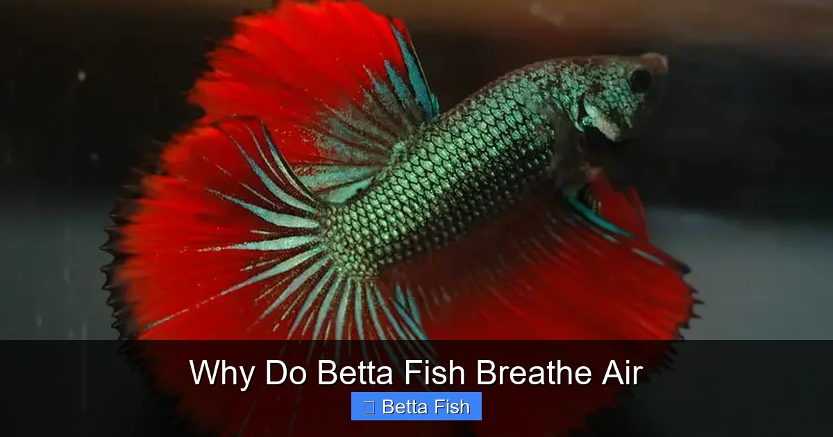 Why Do Betta Fish Breathe Air