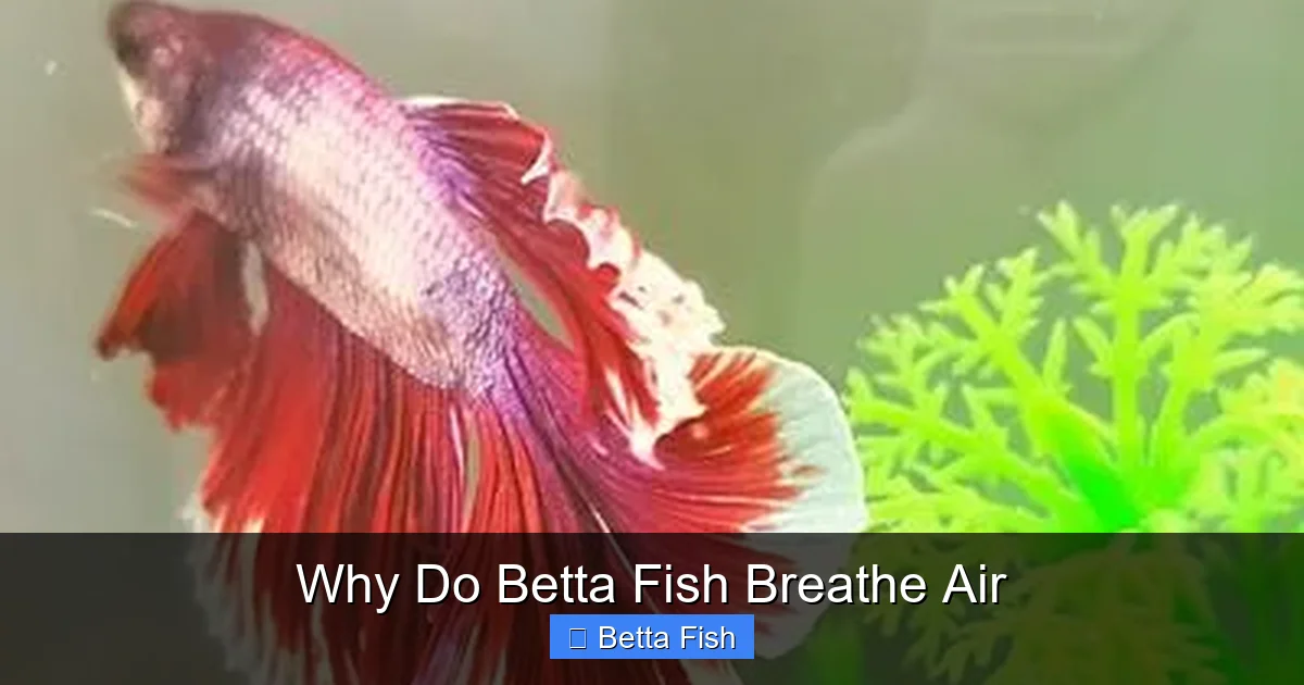 Why Do Betta Fish Breathe Air