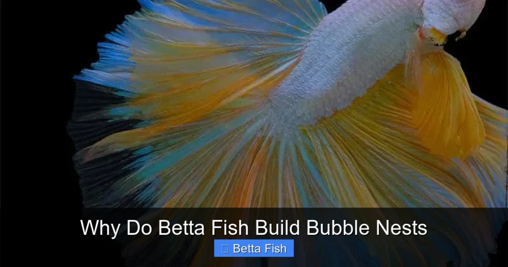 Why Do Betta Fish Build Bubble Nests