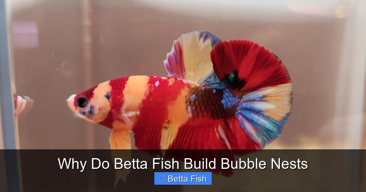 Why Do Betta Fish Build Bubble Nests