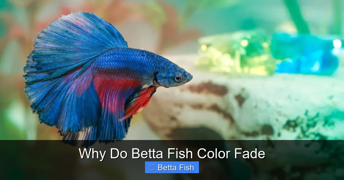 Why Do Betta Fish Color Fade