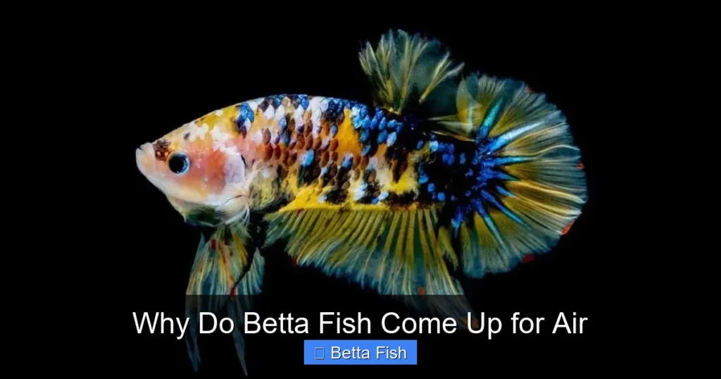 Why Do Betta Fish Come Up for Air