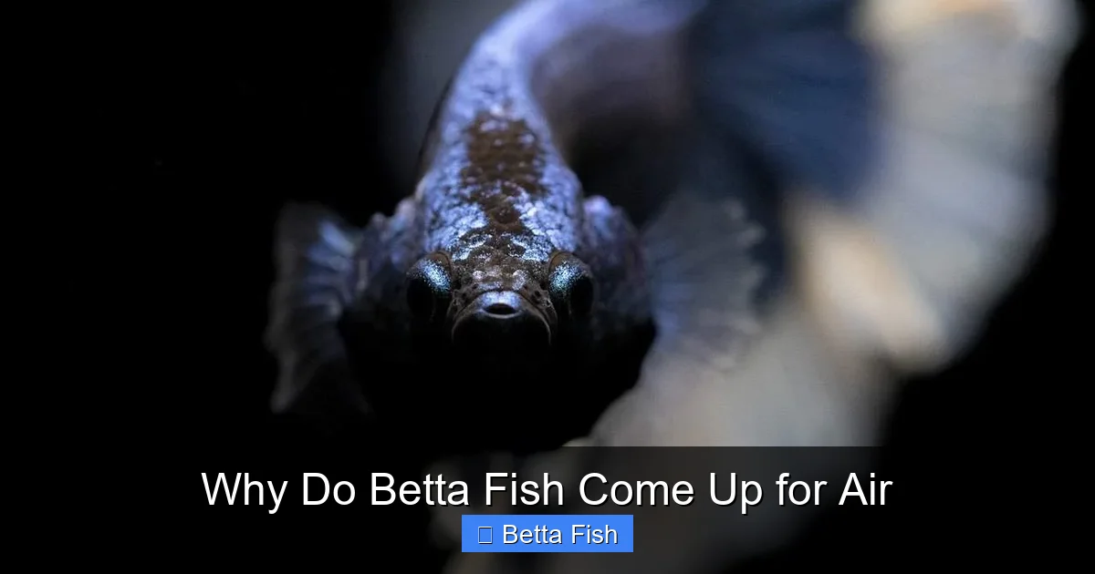 Why Do Betta Fish Come Up for Air
