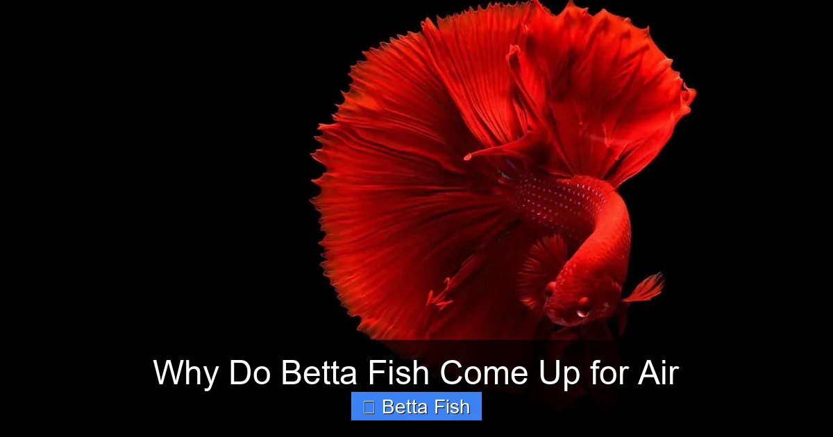 Why Do Betta Fish Come Up for Air