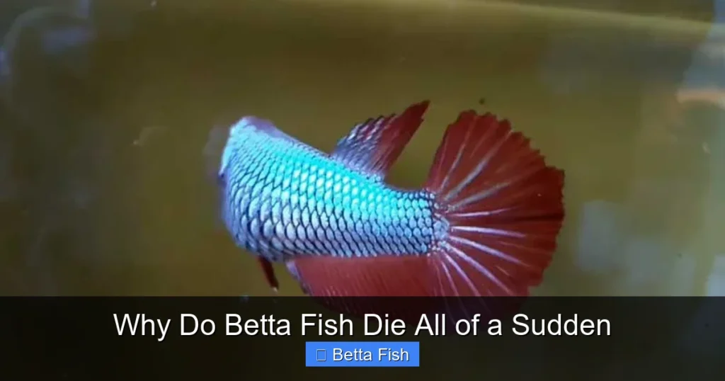 Why Do Betta Fish Die All of a Sudden