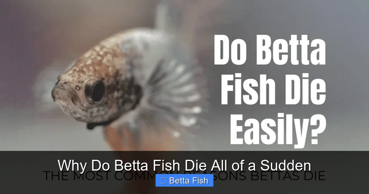 Why Do Betta Fish Die All of a Sudden