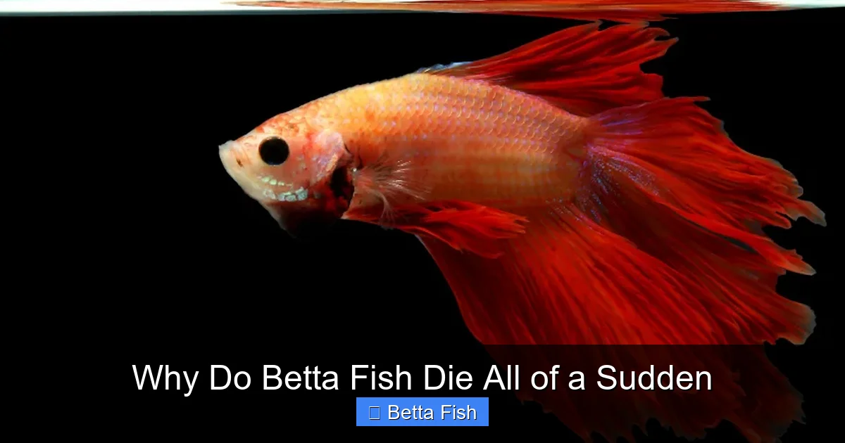 Why Do Betta Fish Die All of a Sudden