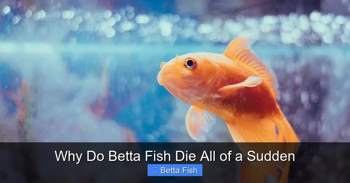 Why Do Betta Fish Die All of a Sudden