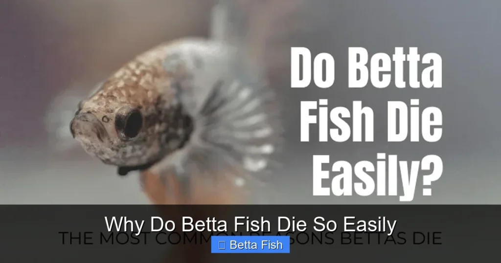 Why Do Betta Fish Die So Easily