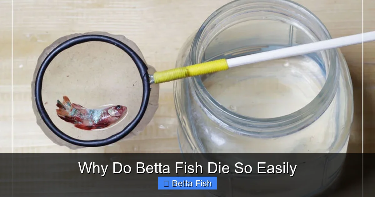 Why Do Betta Fish Die So Easily
