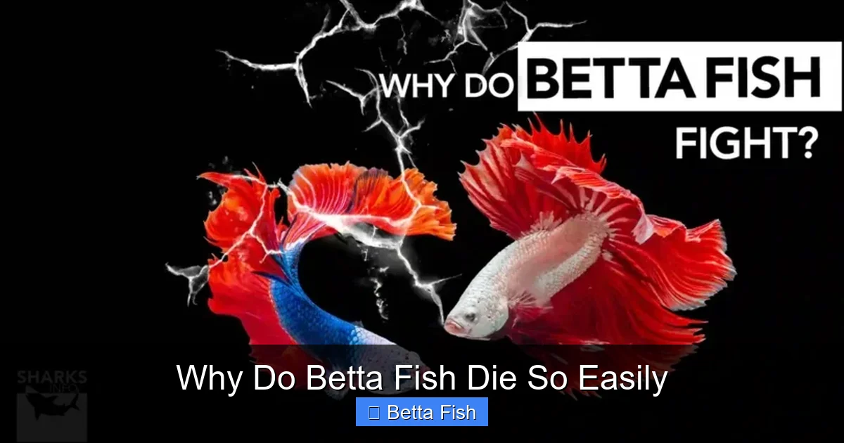 Why Do Betta Fish Die So Easily