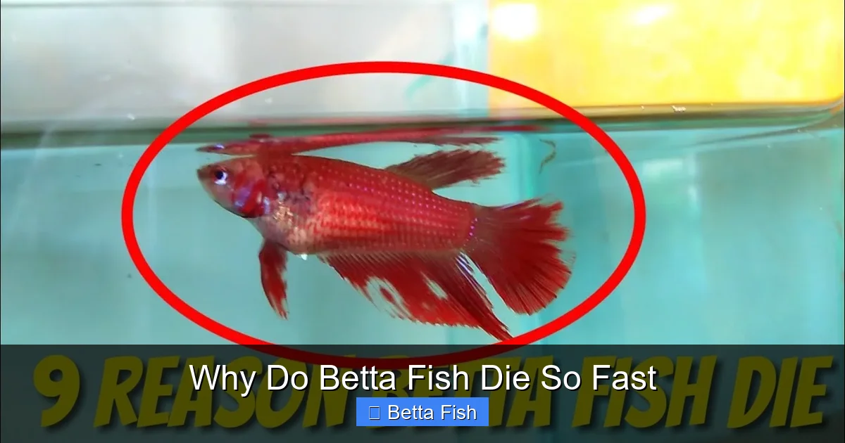 Why Do Betta Fish Die So Fast