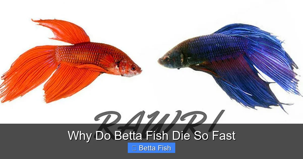Why Do Betta Fish Die So Fast