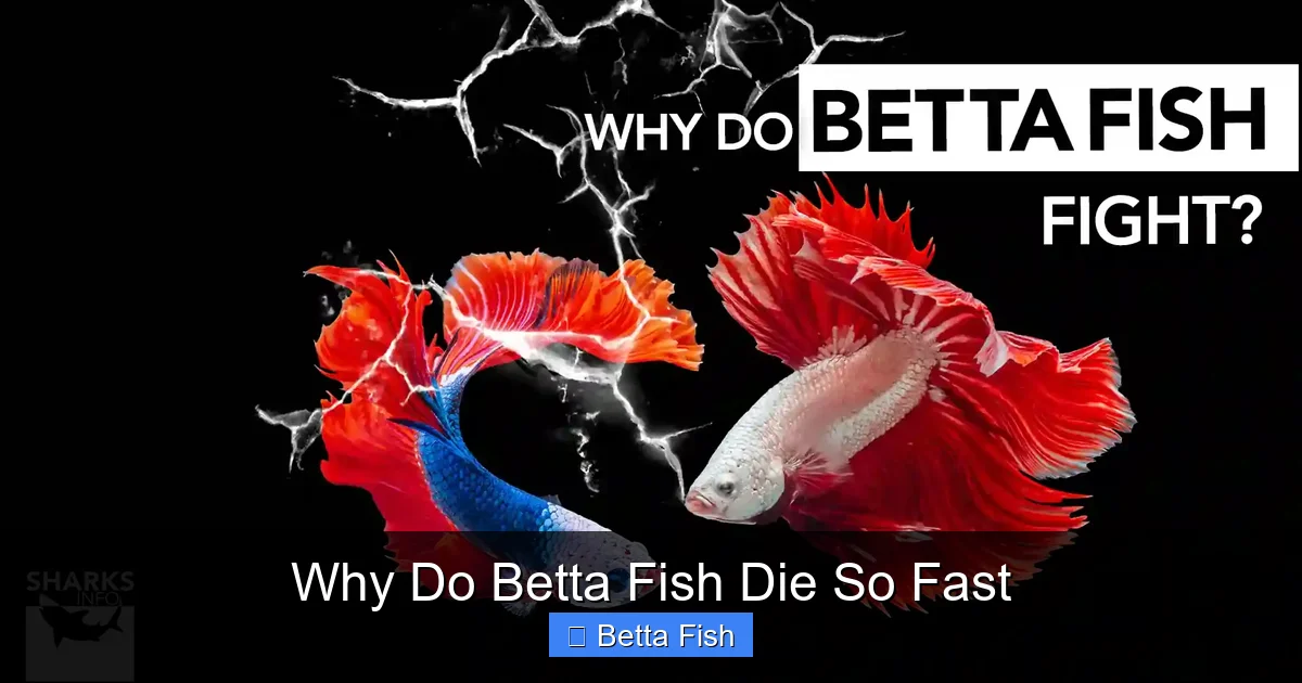 Why Do Betta Fish Die So Fast
