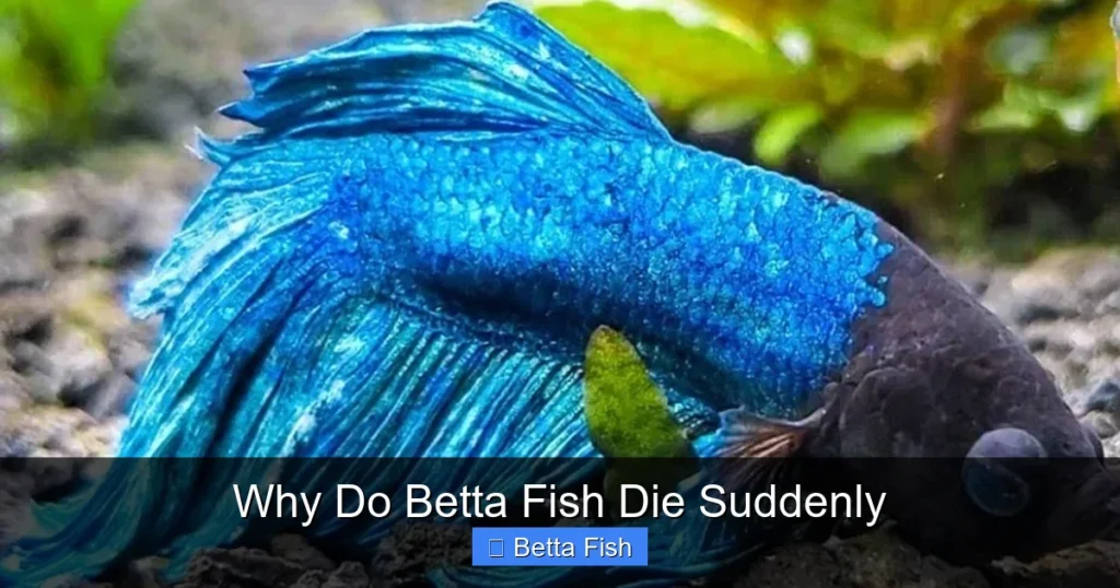 Why Do Betta Fish Die Suddenly
