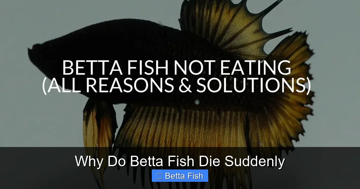 Why Do Betta Fish Die Suddenly