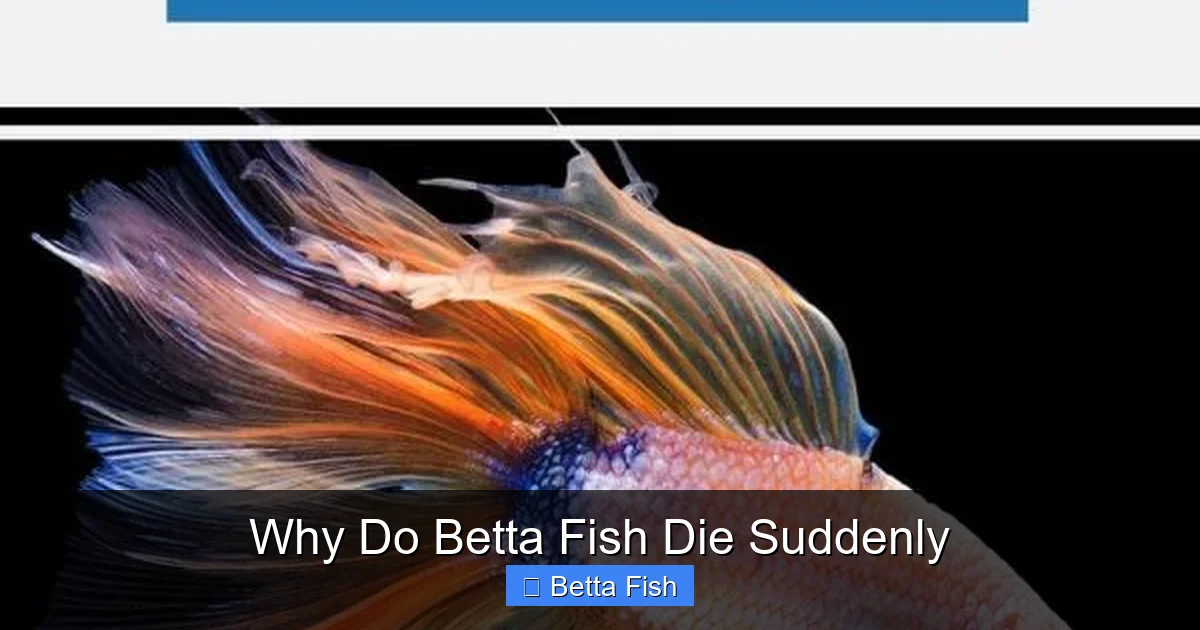 Why Do Betta Fish Die Suddenly