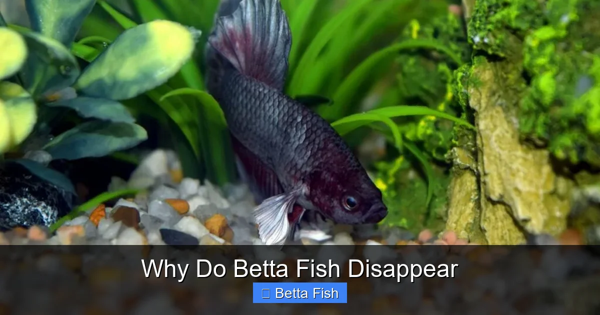 Why Do Betta Fish Disappear