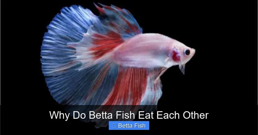 Why Do Betta Fish Eat Each Other
