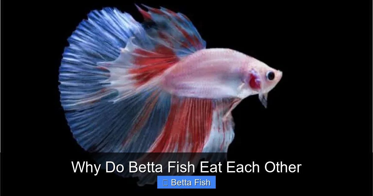 Why Do Betta Fish Eat Each Other