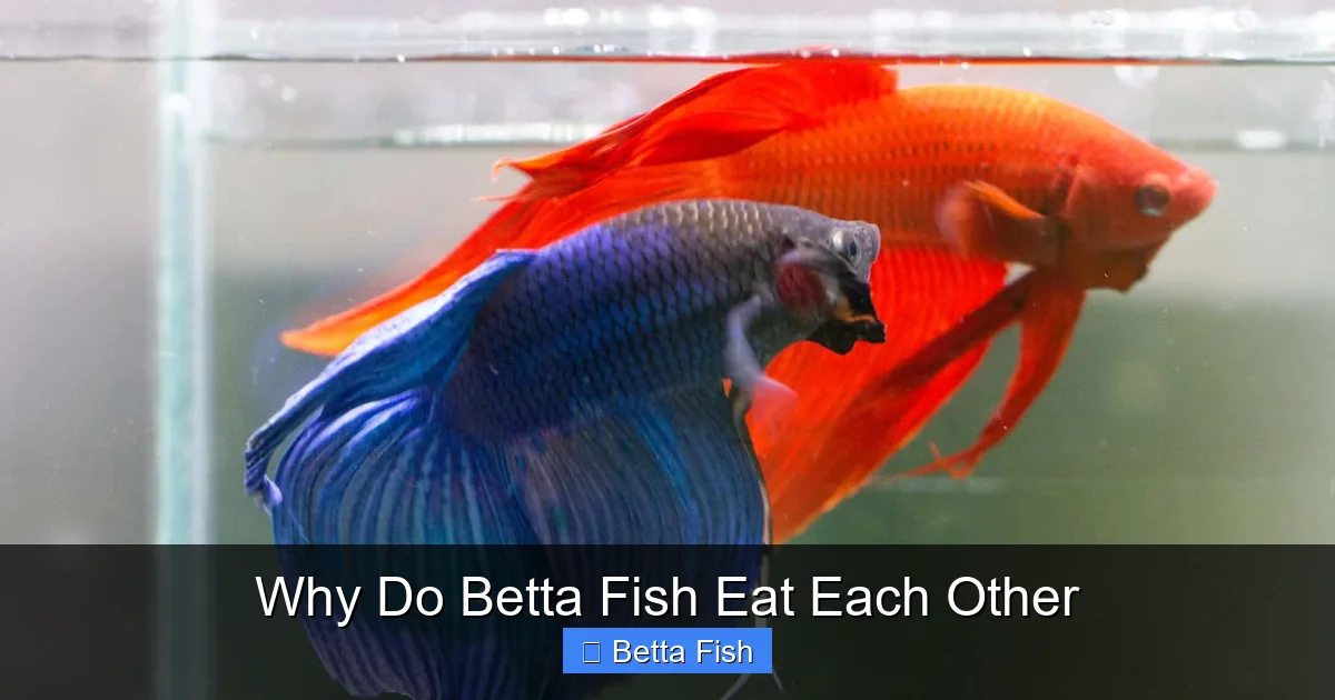 Why Do Betta Fish Eat Each Other