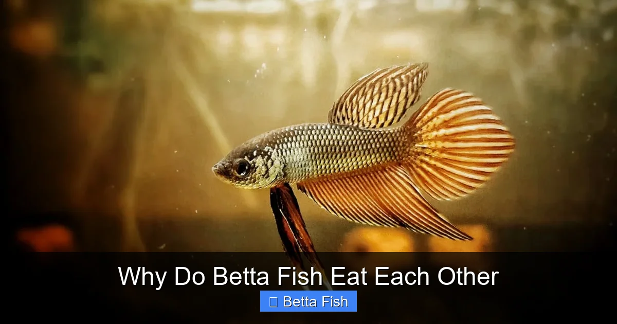 Why Do Betta Fish Eat Each Other