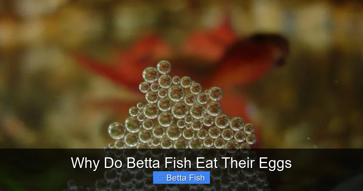 Why Do Betta Fish Eat Their Eggs