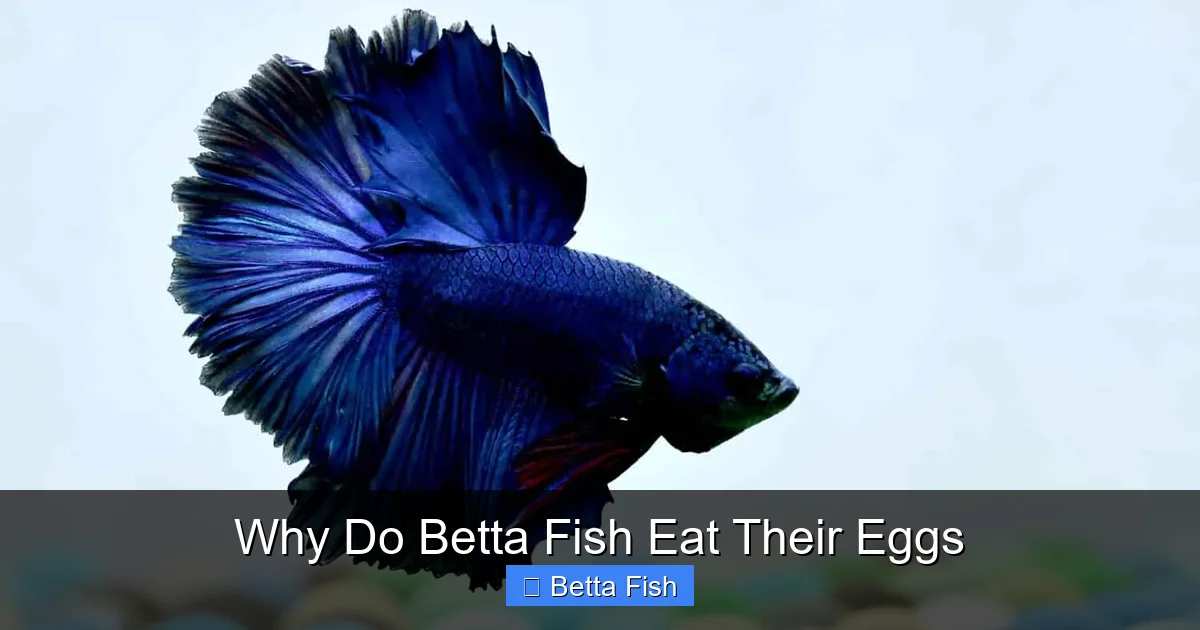 Why Do Betta Fish Eat Their Eggs