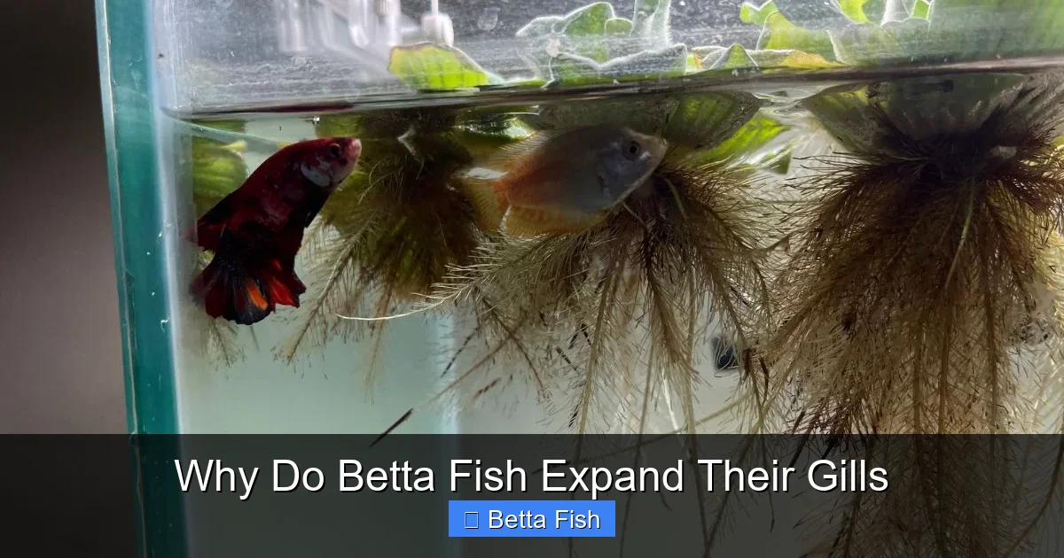 Why Do Betta Fish Expand Their Gills