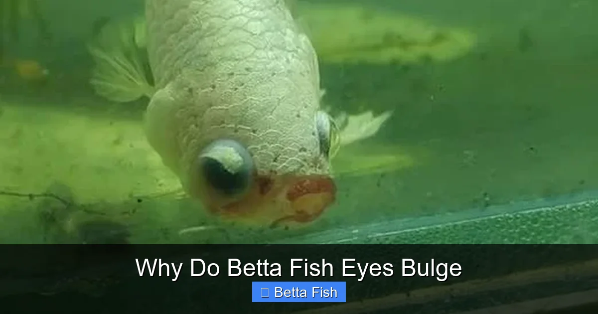 Why Do Betta Fish Eyes Bulge