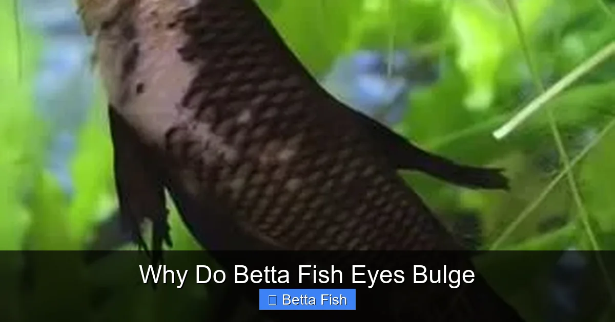 Why Do Betta Fish Eyes Bulge