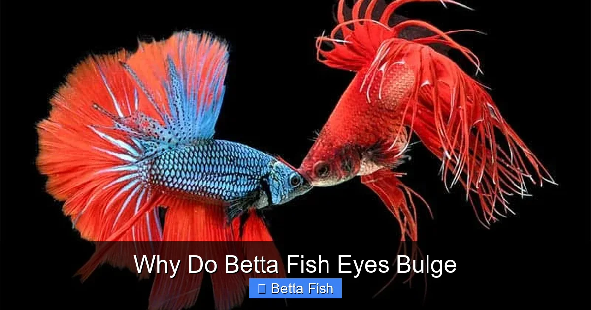 Why Do Betta Fish Eyes Bulge