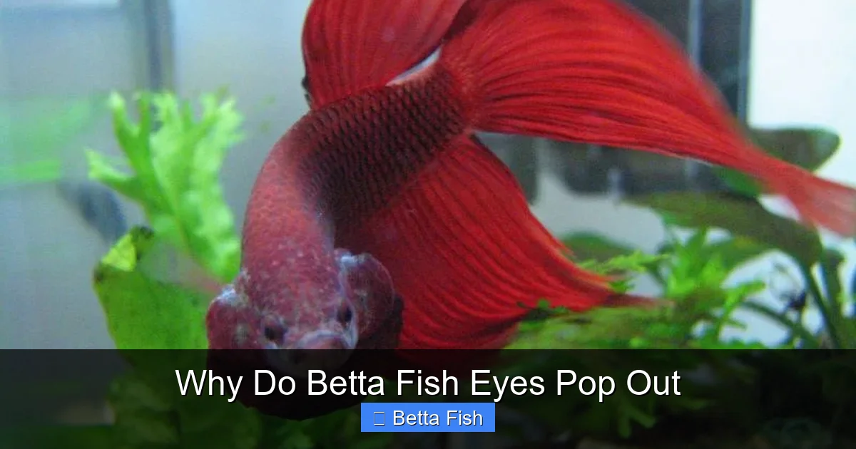 Why Do Betta Fish Eyes Pop Out