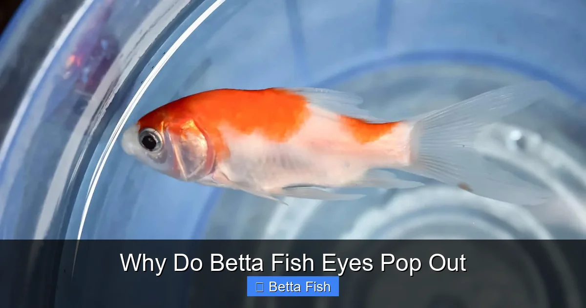 Why Do Betta Fish Eyes Pop Out