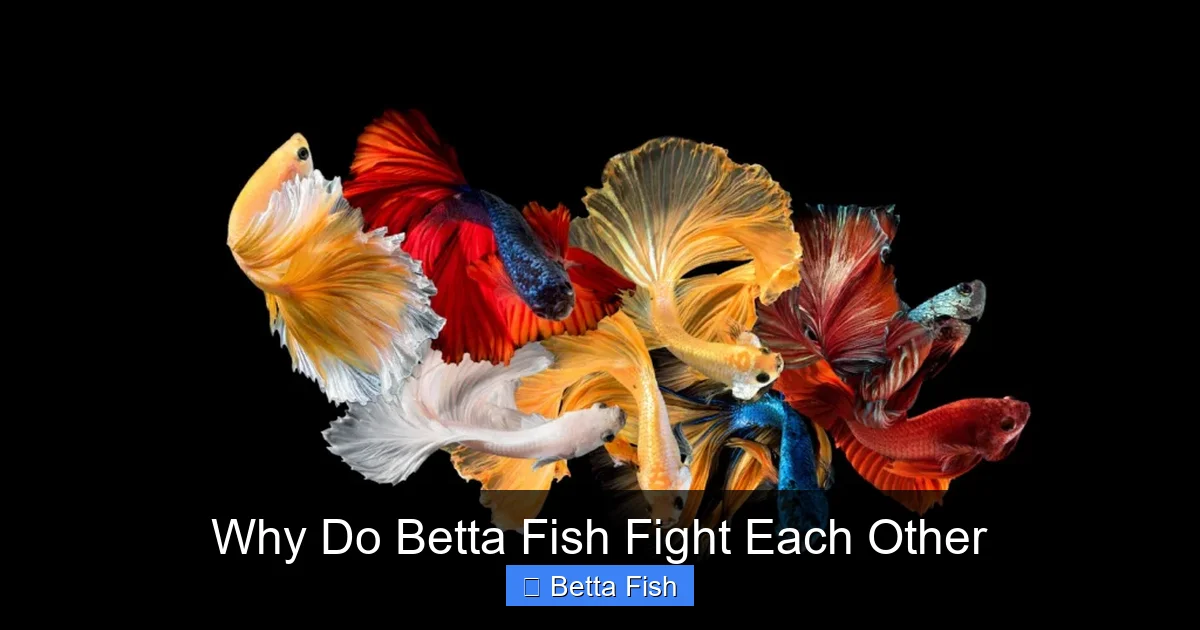Why Do Betta Fish Fight Each Other