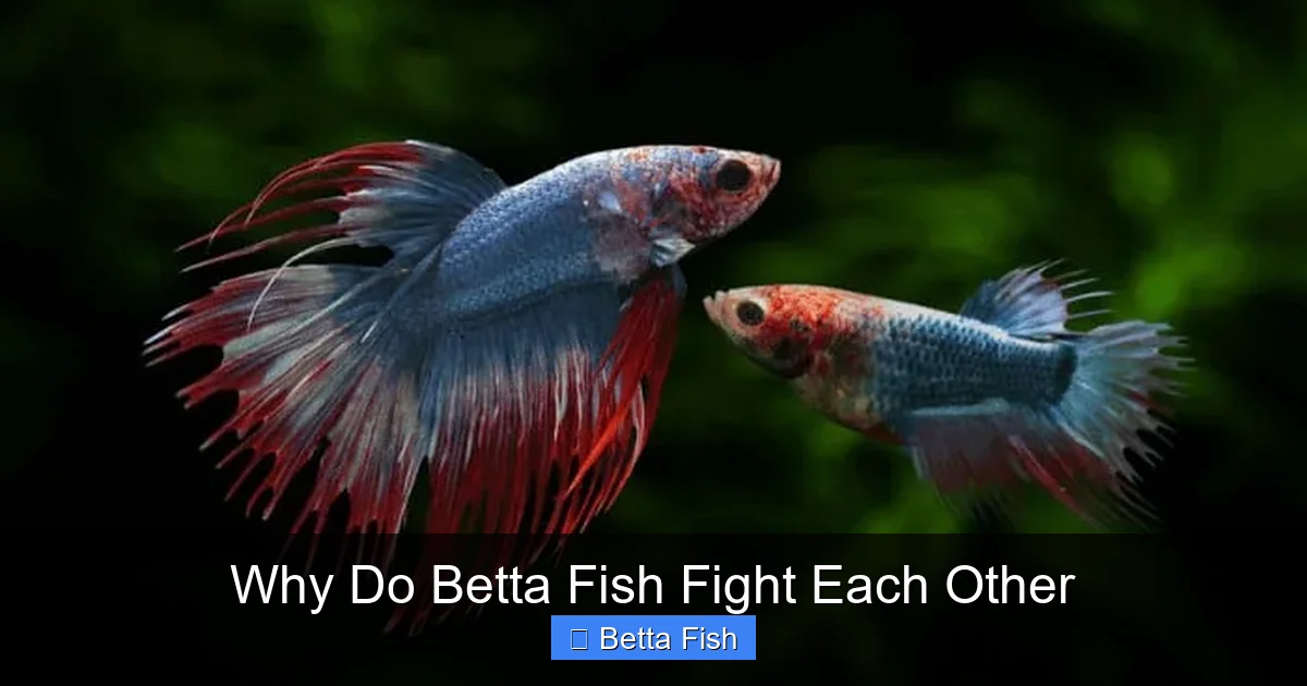Why Do Betta Fish Fight Each Other