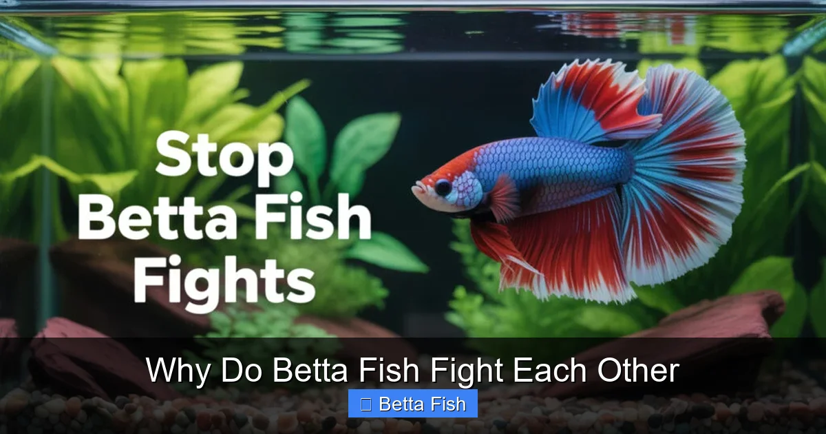 Why Do Betta Fish Fight Each Other