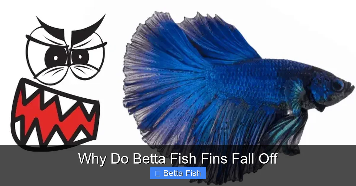 Why Do Betta Fish Fins Fall Off