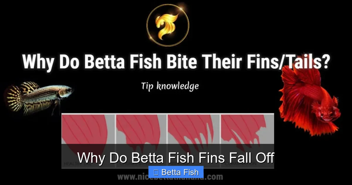 Why Do Betta Fish Fins Fall Off
