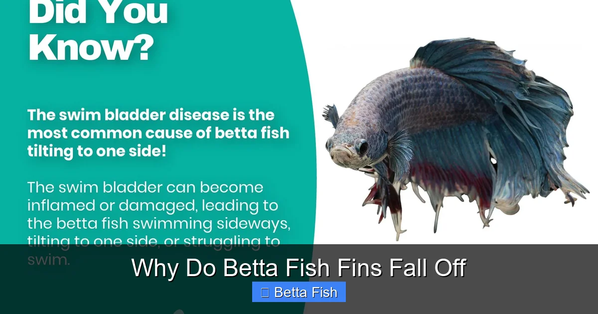 Why Do Betta Fish Fins Fall Off