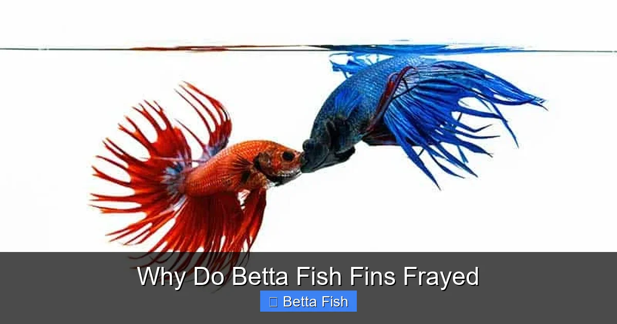 Why Do Betta Fish Fins Frayed