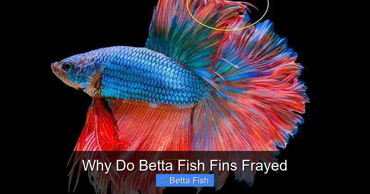 Why Do Betta Fish Fins Frayed