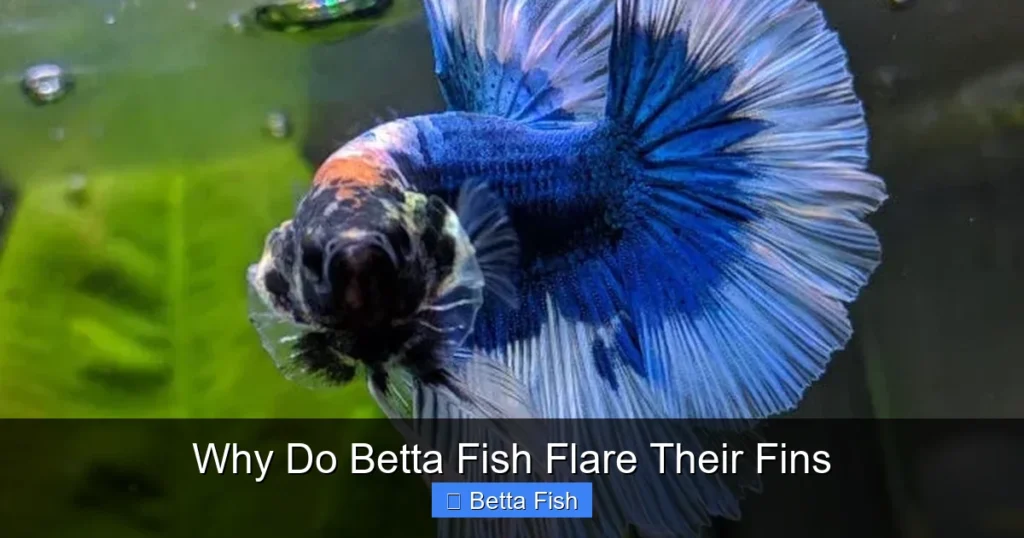 Why Do Betta Fish Flare Their Fins