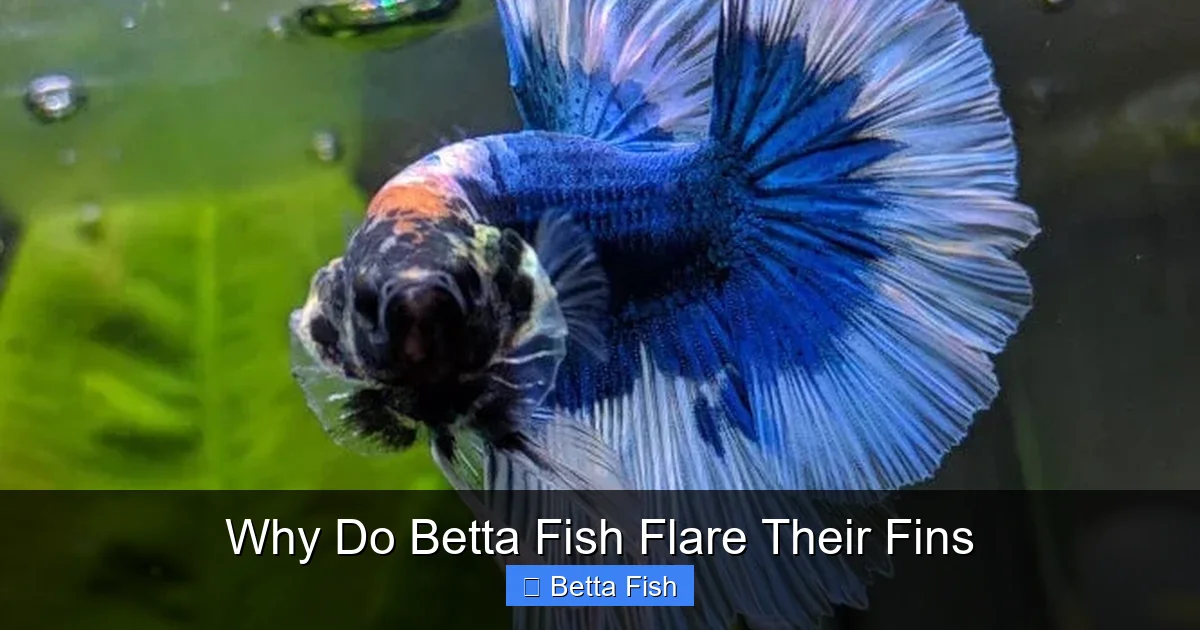 Why Do Betta Fish Flare Their Fins